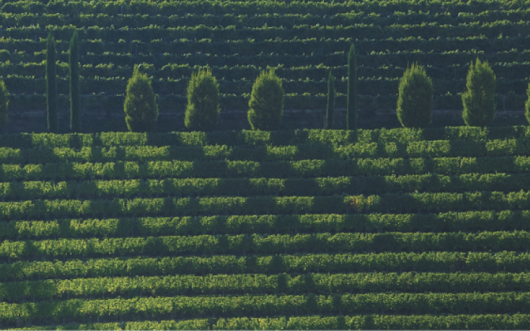 Začetek blagovne znamke Livon predstavljajo vinogradi v Colliu - Brdih